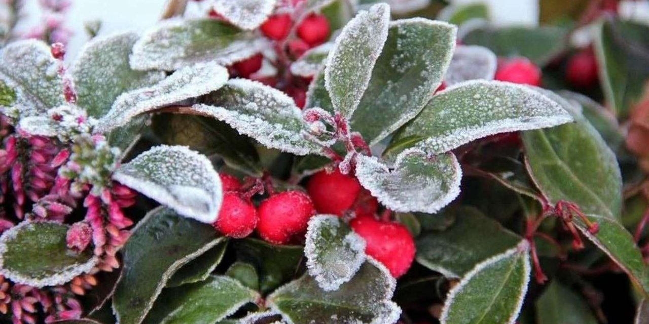 Meteoroloji: Zirai don tehlikesine dikkat