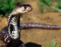 Yılanlar şehri bastı:60 ölü