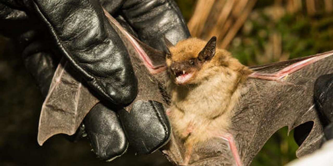 ABD'de yarasanın ısırdığı yaşlı adam öldü