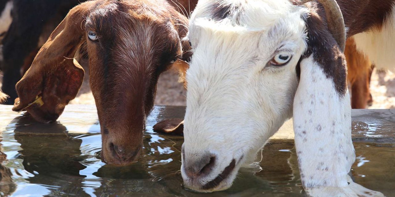 Gaziantep’te hayvanlar için meralara su kuyusu açılıyor