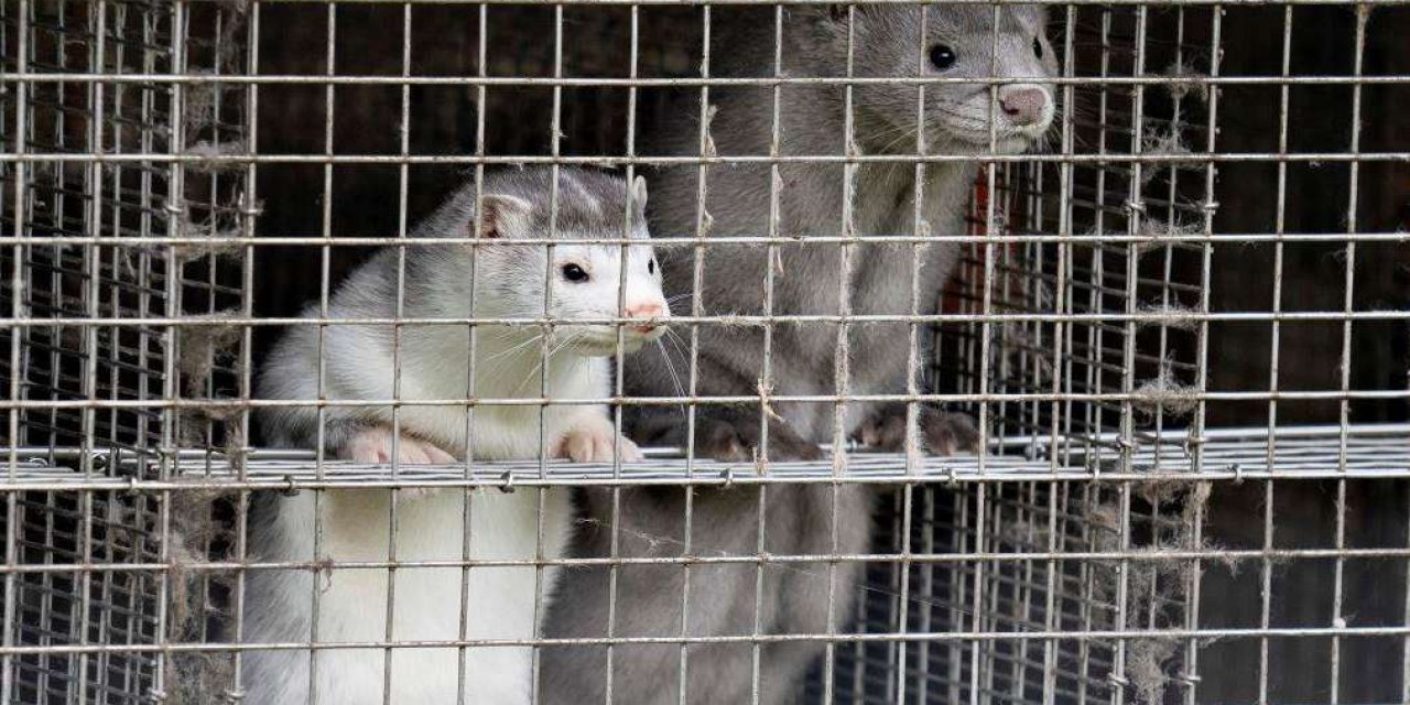 Finlandiya kürk çiftliklerindeki vizonları salgına karşı aşılama kararı aldı