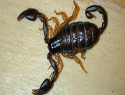 Sıcaklar artınca evleri akrepler bastı