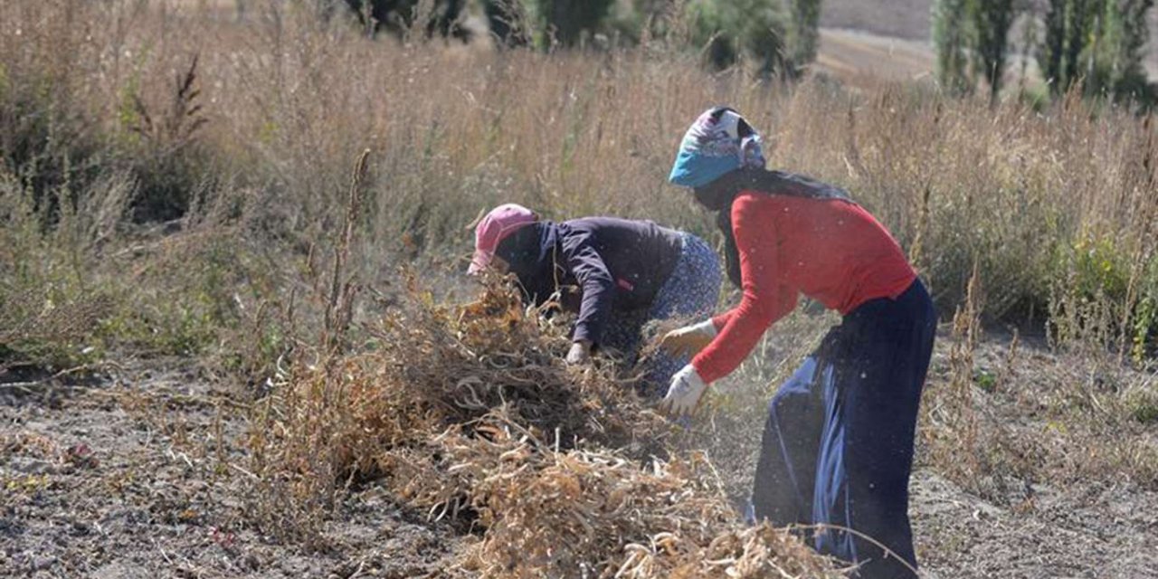 Kayseri’de kuru fasulye hasadı başladı