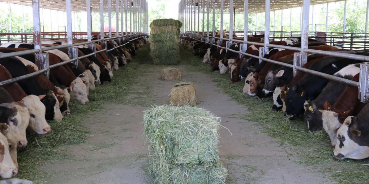 Malatya Kırmızı Et Üreticileri Birliği: Et fiyatlarında üretici ve tüketici dengesi sağlanmalı