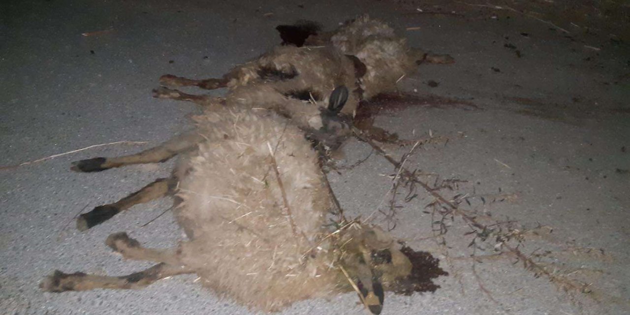 Araç sürüye daldı 32 koyun telef oldu