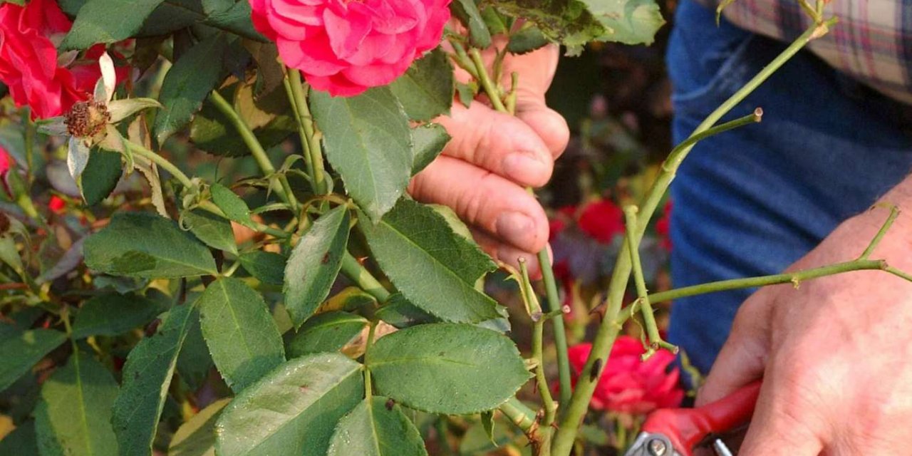 Gül çiçeğinin alım fiyatı açıklandı