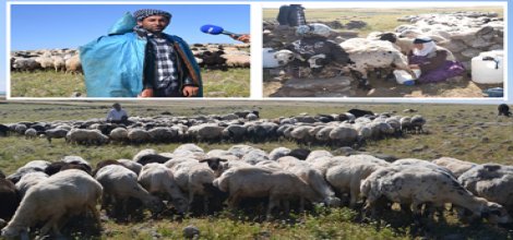 Karacadağ'da hayvan besiciliği can çekişiyor