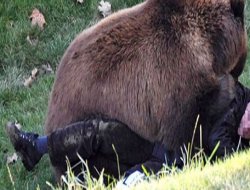 jeologlar Ayı Saldırısına Uğradı