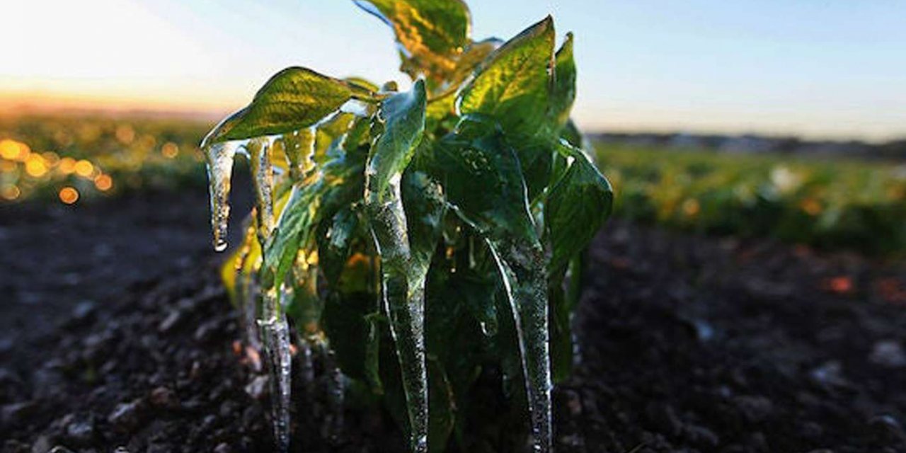 Meteorolojiden bazı bölgeler için zirai don ile sağanak yağış uyarısı
