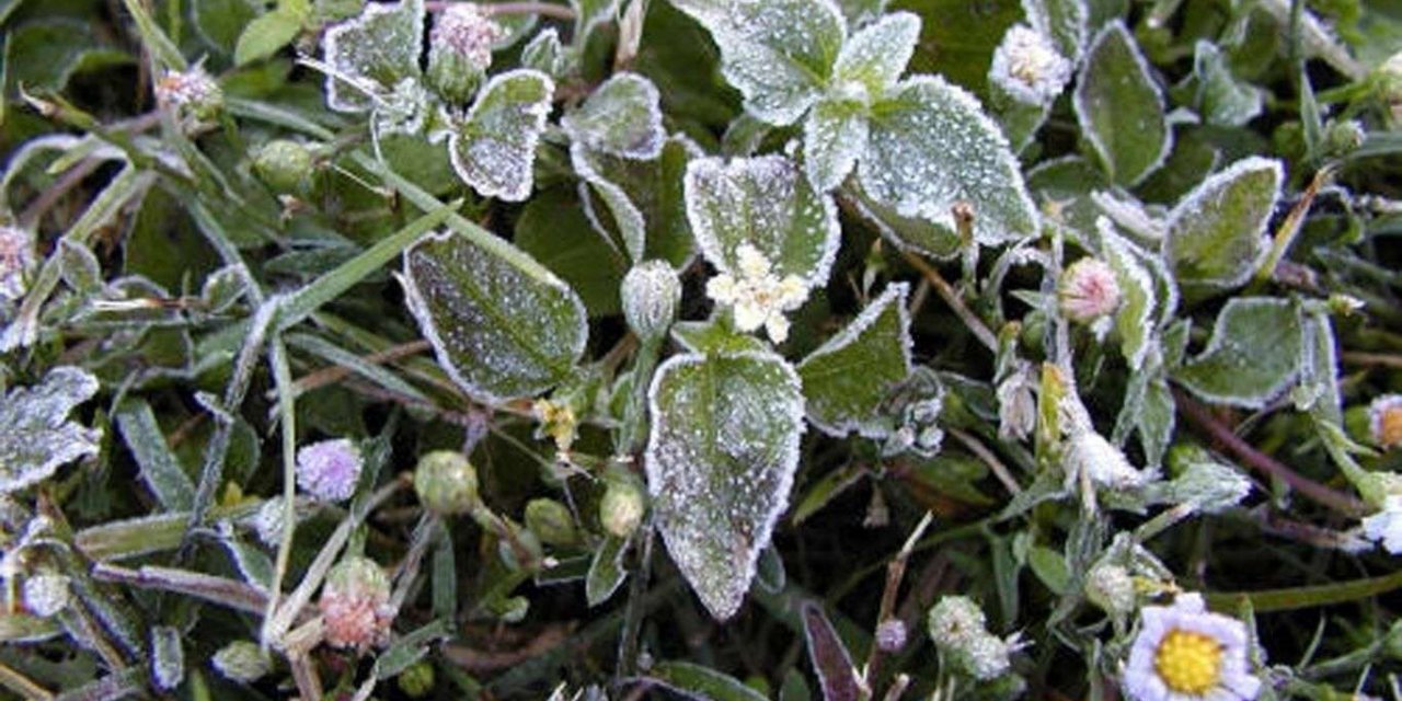 Kuzeybatı kesimlerde zirai don tehlikesi