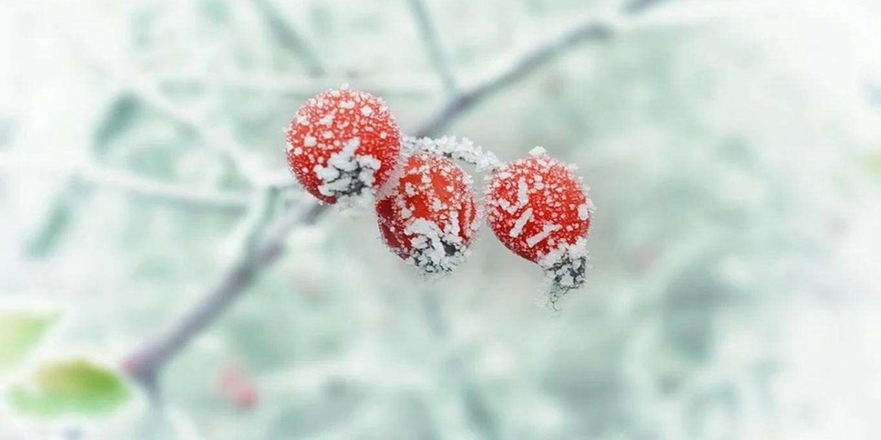 Meteorolojiden zirai don uyarısı