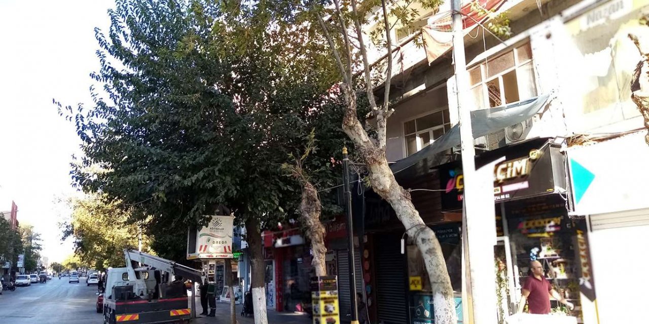 Adıyaman'da ağaçlara mevsimsel bakım