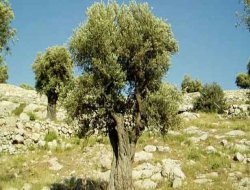 Zulma Rejîma Terorê