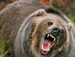 Ayıyı elleriyle boğazlayarak öldürdü