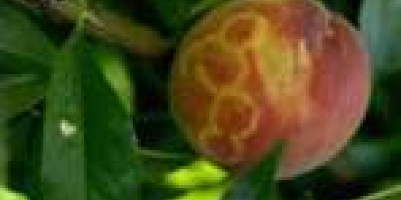 İl Tarım ve Orman Müdürü Macit: "Malatya’da şarka virüsüne rastlanmadı"