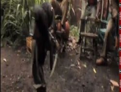 Maymunun eline silah verdiler! video