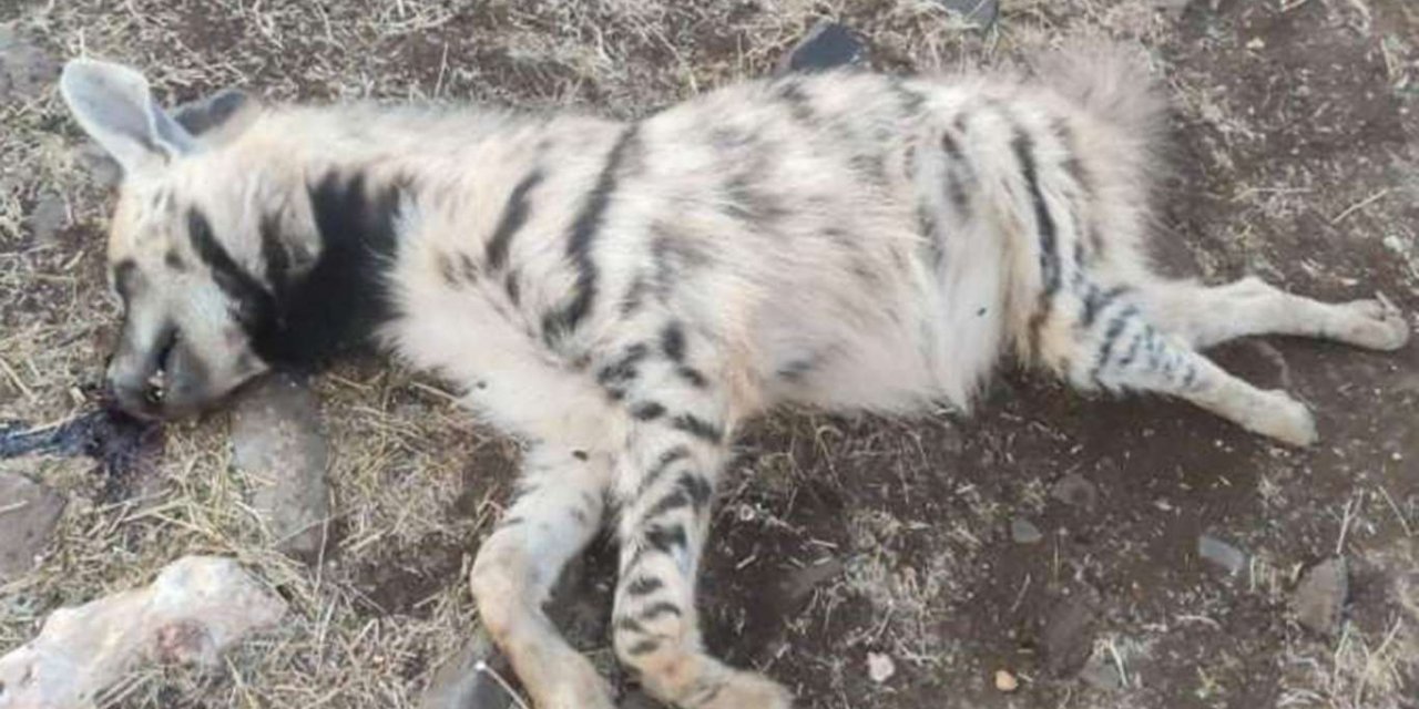 Gaziantep'te çizgili Anadolu sırtlanı ölü olarak bulundu