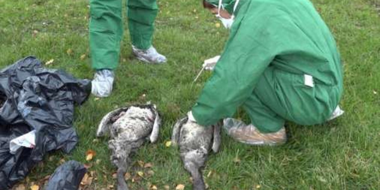 Avrupa’da kuş gribi hızla yayılıyor
