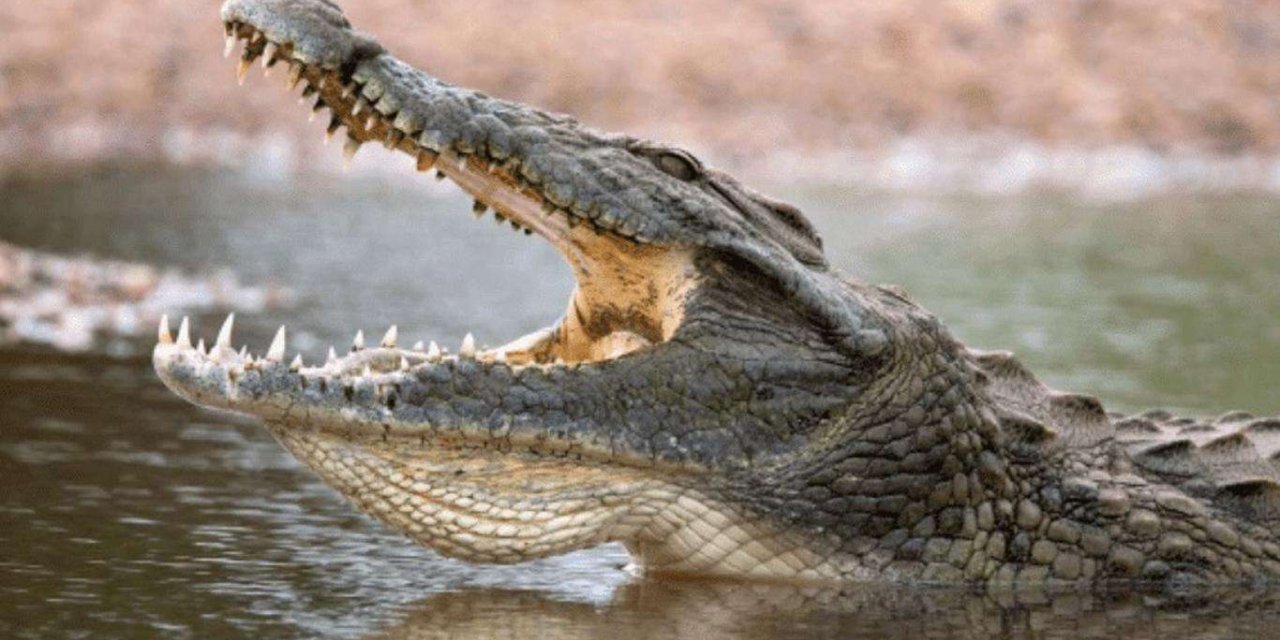 Avustralya'nın Cape York Yarımadası'nda kendisine saldıran timsahtan bıçakla kurtuldu