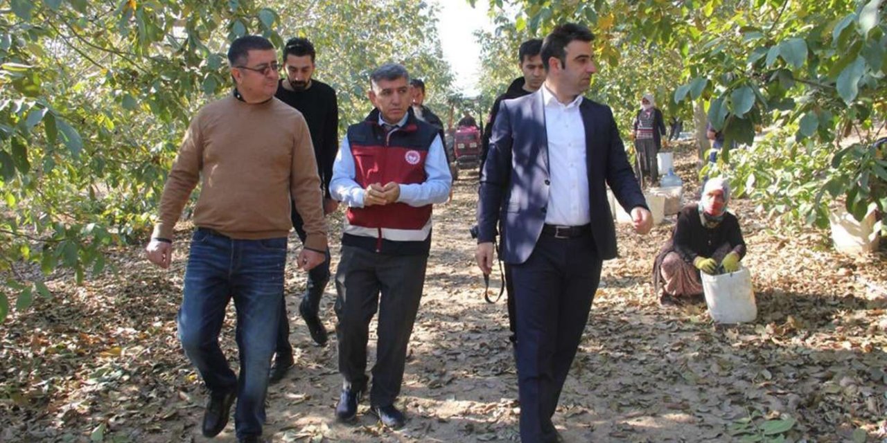 Türkiye'nin en büyük ceviz bahçesinde hasat başladı