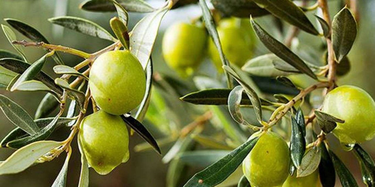 Zeytin üretimi yüzde 32 artacağı tahmin ediliyor