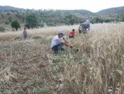 Mardin'de ekinler biçilmeye başlandı