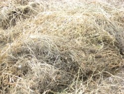 Yaz yağmuru çiftçileri vurdu