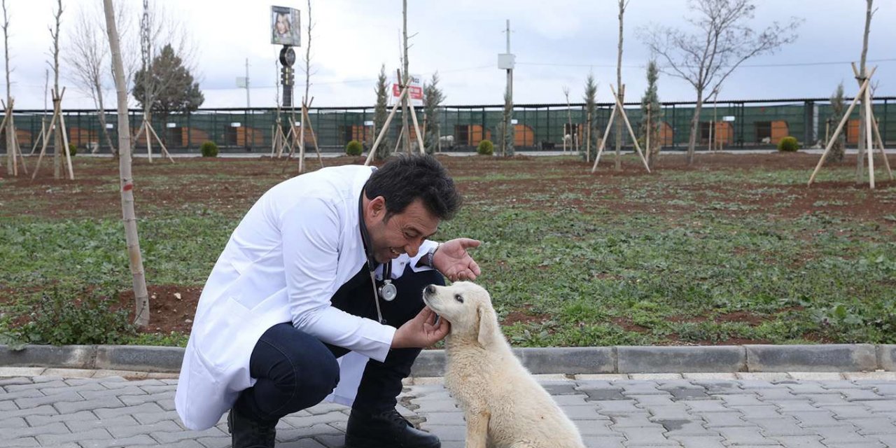 ​Diyarbakır Büyükşehir Belediyesi, hasta ve yaralı hayvanları tedavi ettiriyor