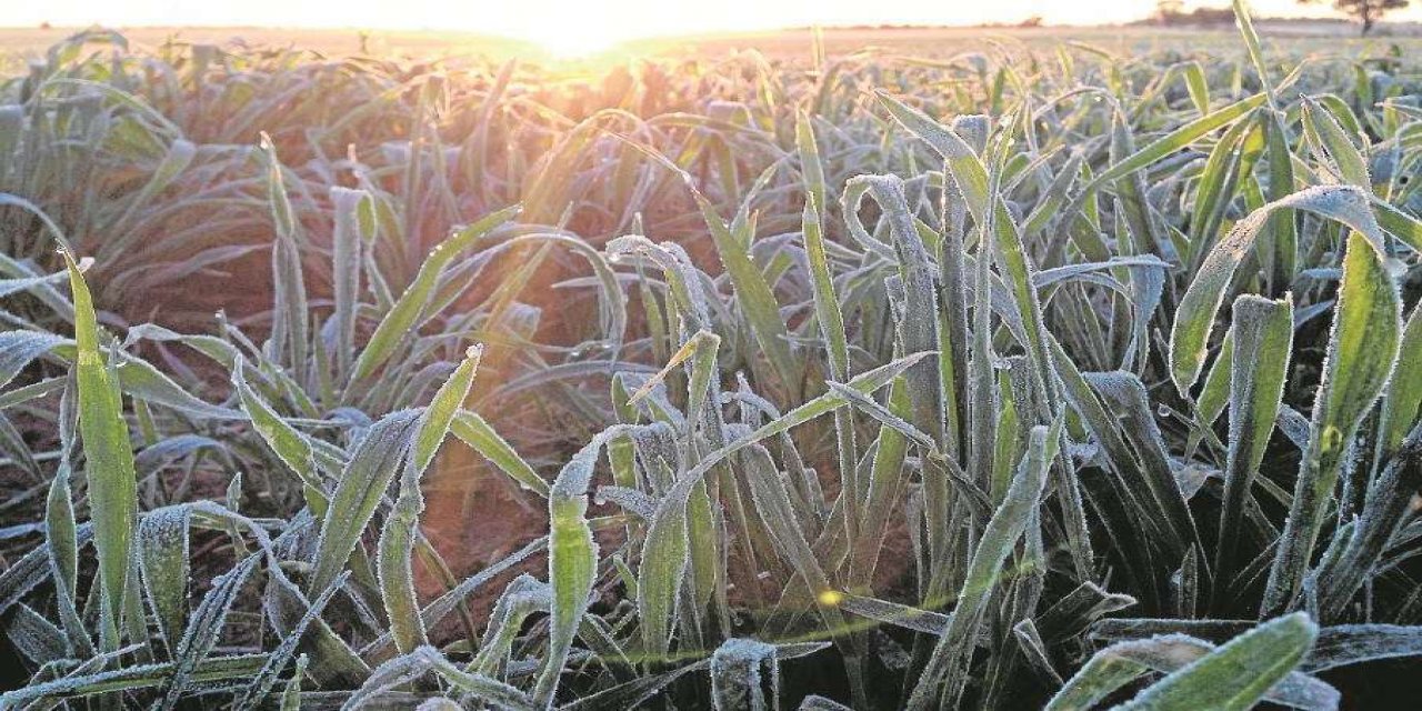 Meteorolojiden Güneydoğu illeri için zirai don uyarısı