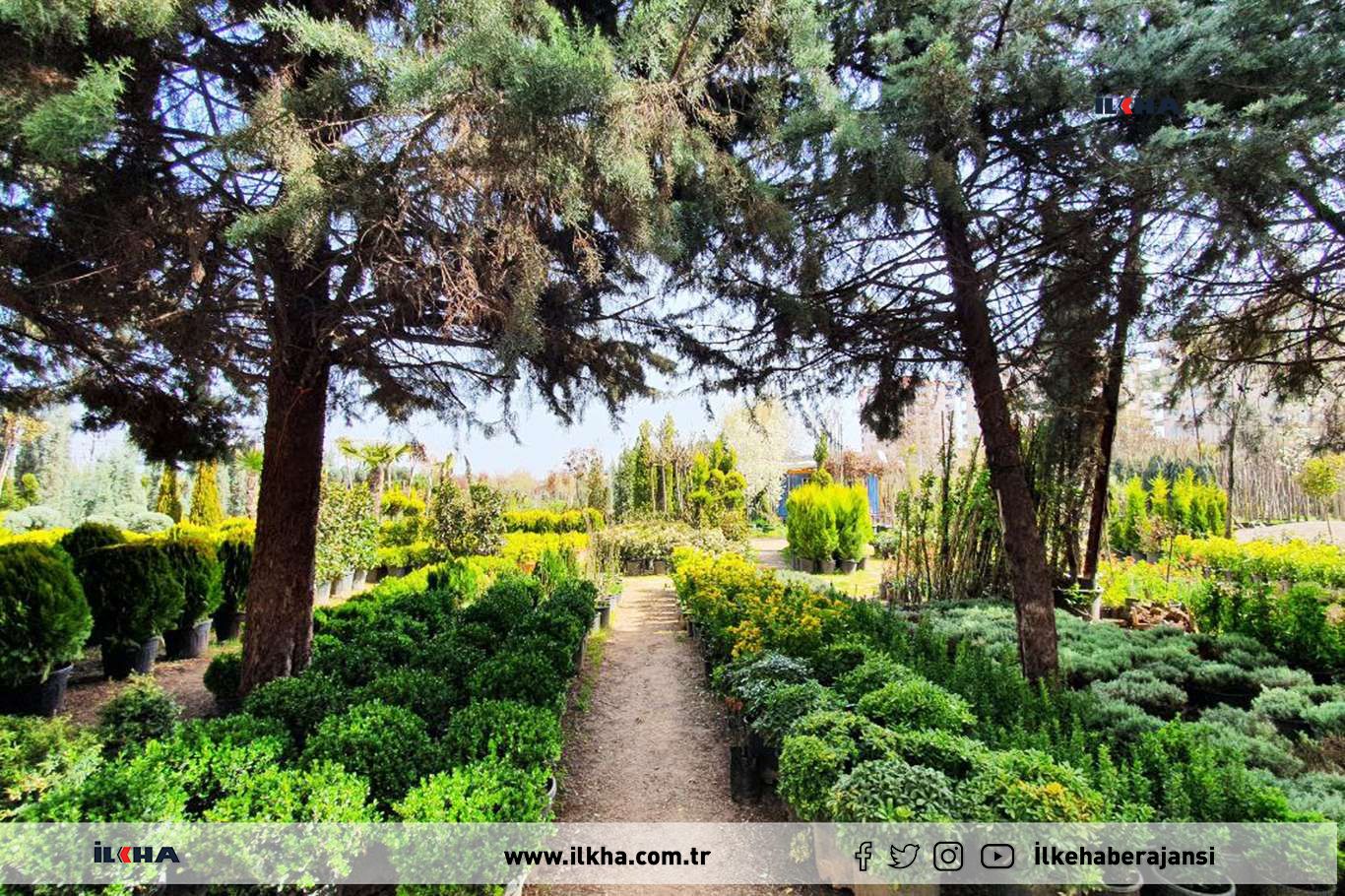 Havaların ısınması ile birlikte fidan satışlarına halk yoğun ilgi gösteriyor