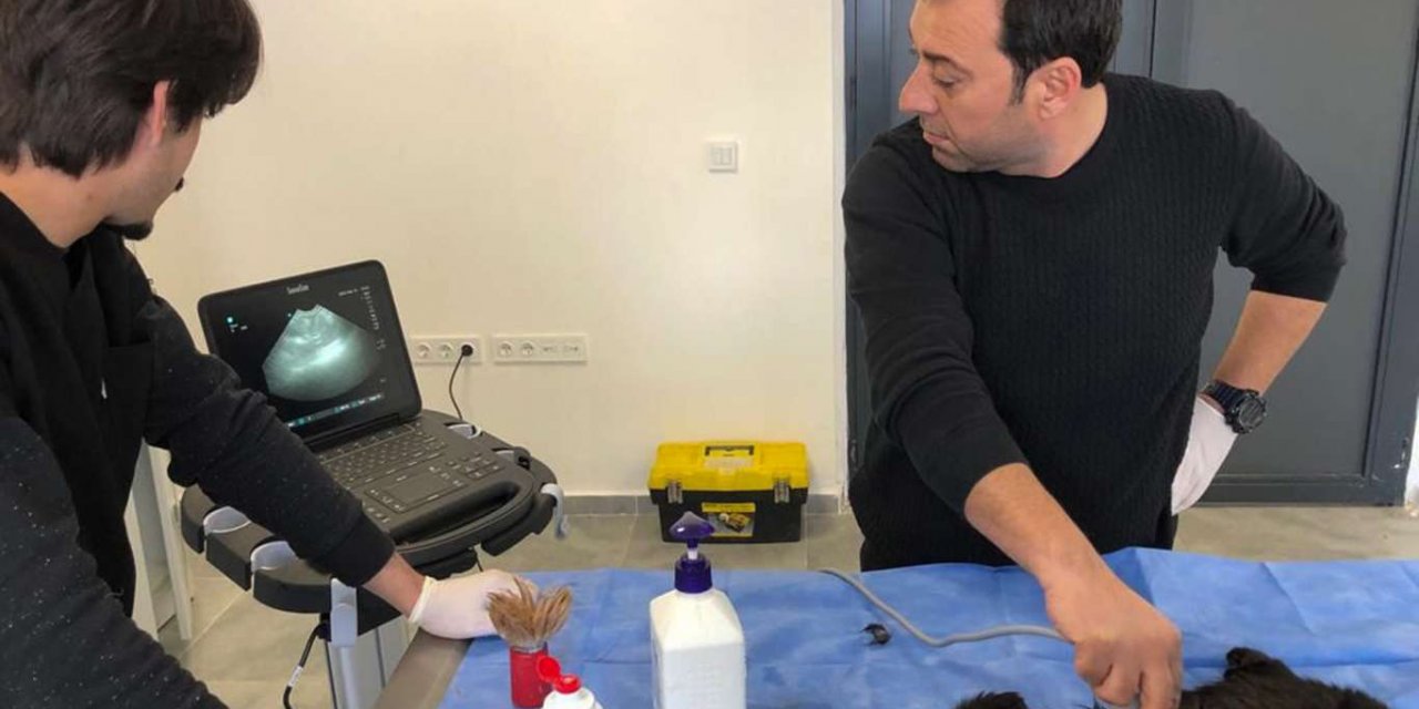 Diyarbakır Büyükşehir Belediyesi doğum yapmakta zorlanan kediye sezaryen yapılıp sahiplendirildi