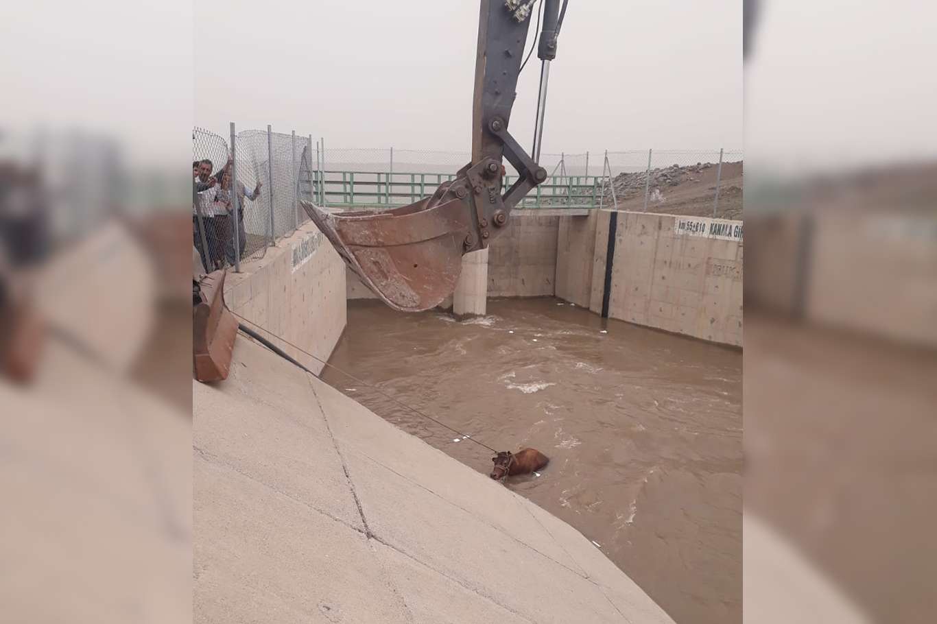 Diyarbakır'da su kanalına düşen inek kurtarıldı