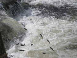 Van 4. inci kefali festivali başladı