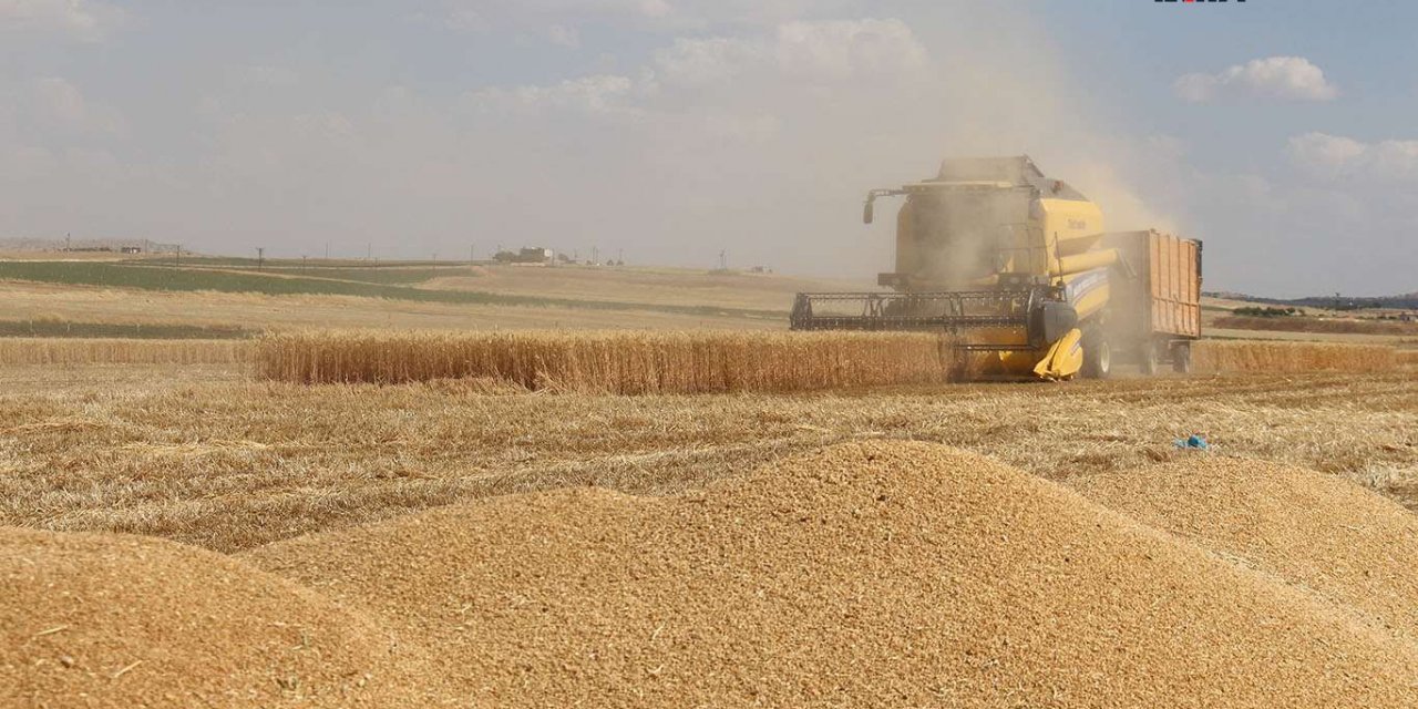 Çınar'da ekinler biçilmeye başladı, çiftçiler maliyetlerden şikayetçi