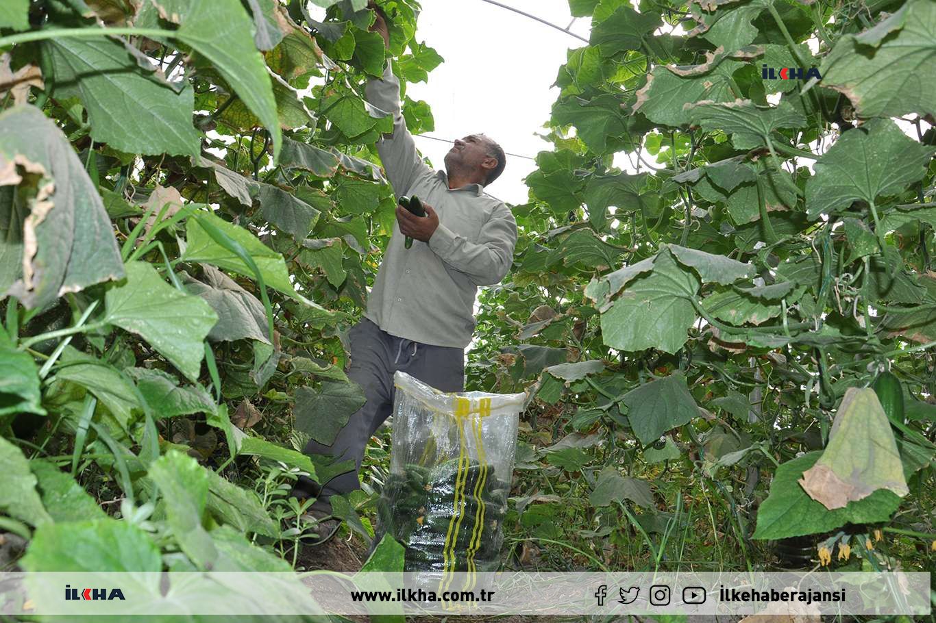 Çiftçiler 45 derece sıcağın altında salatalık hasadına devam ediyor