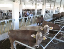 Damızlık Sığır Hibe Desteği başvuruları başladı