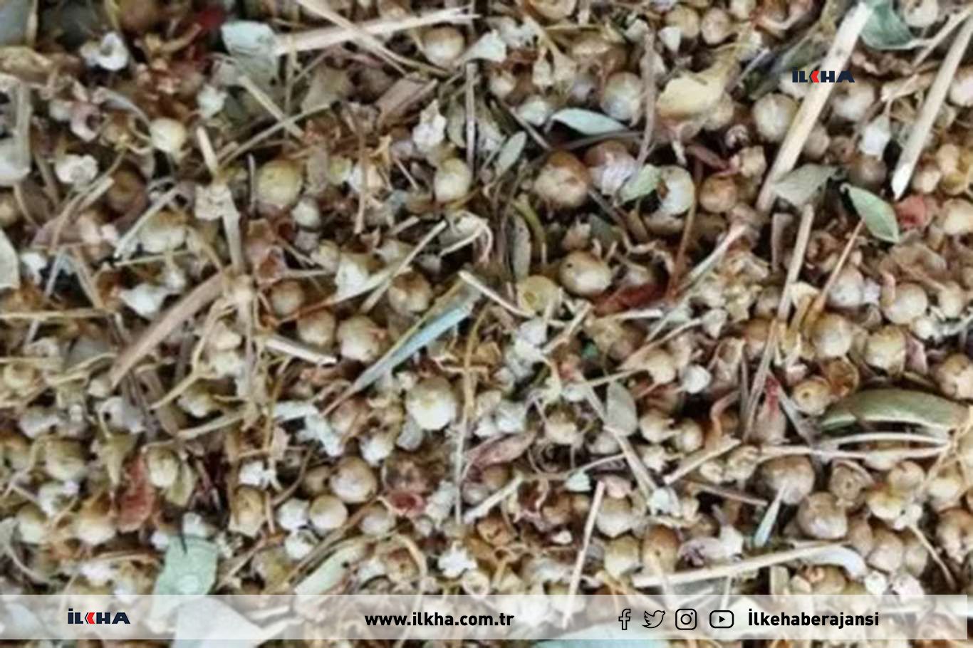 Mardin'in endemik şifalı bitkisi: İkşut otu