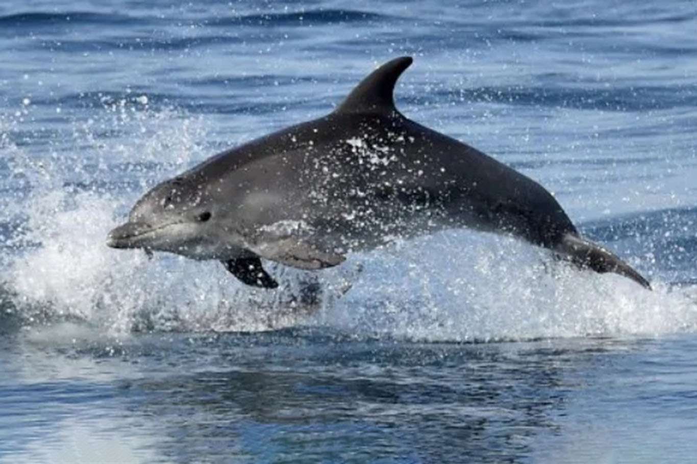 Li Danîmarkayê festîvaleke ku bertek tê nîşandan(!): 100 delfîn hatin kuştin
