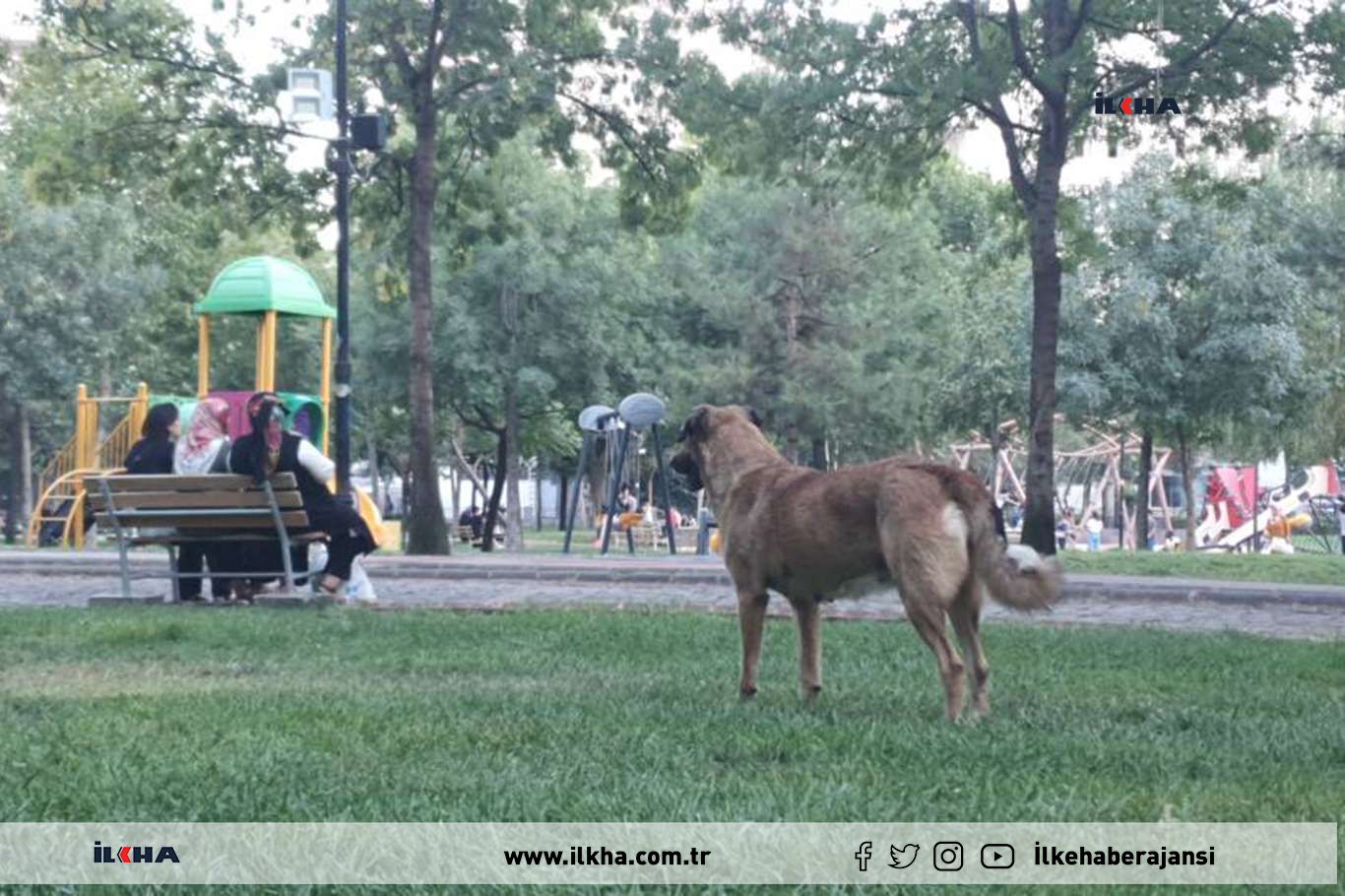 Diyarbakır'da başıboş köpekler yayaların ve sürücülerin kâbusu oldu