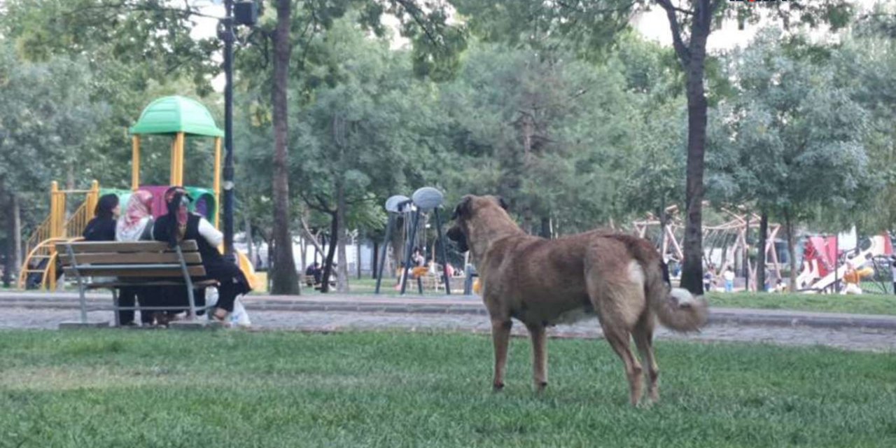 Diyarbakır'da başıboş köpekler yayaların ve sürücülerin kâbusu oldu