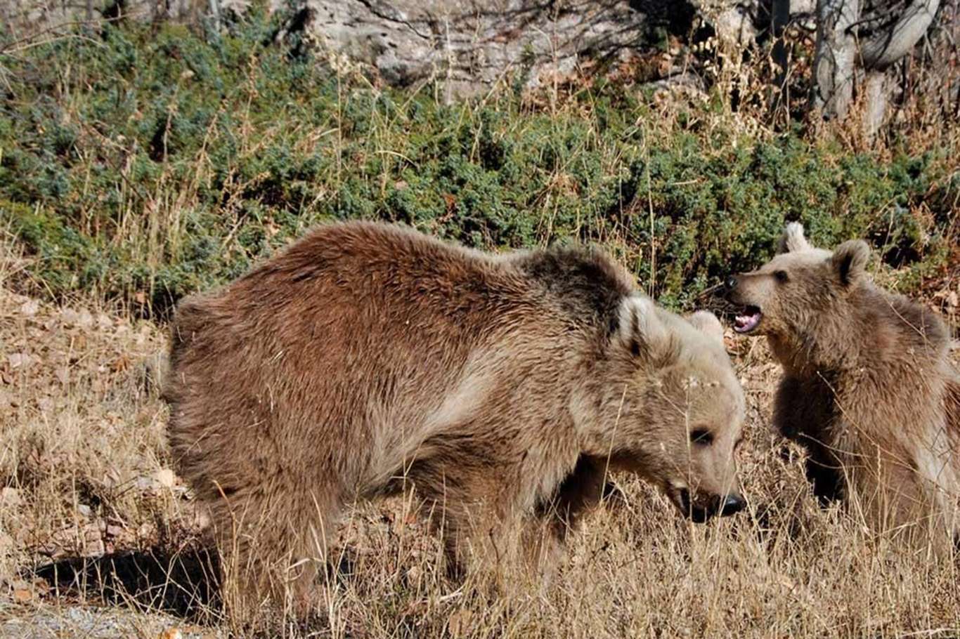 Li Xarpêtê hirç 2 kesan birîndar kir