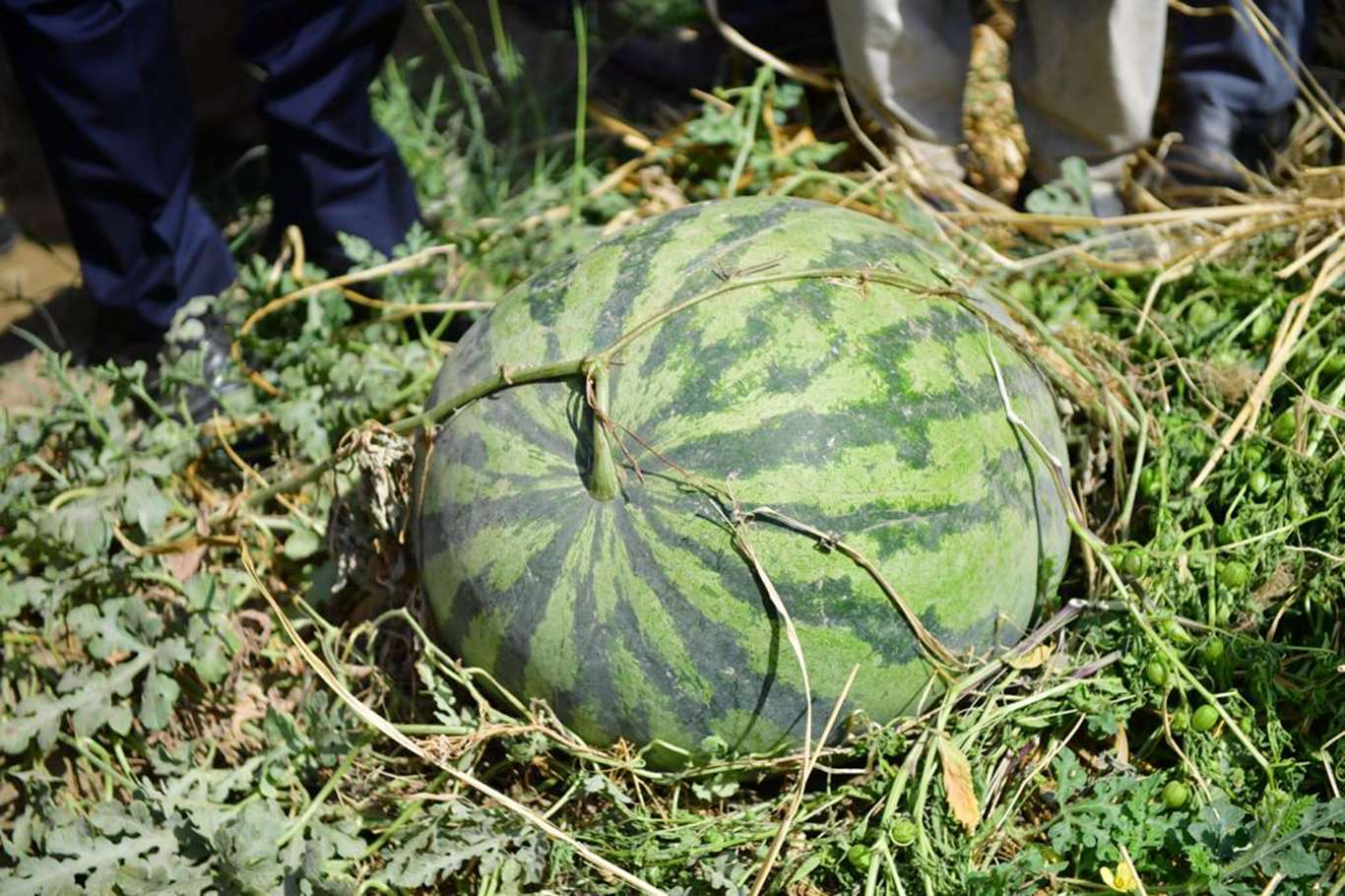 Diyarbakır Karpuzu hasadına başlandı