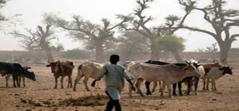 Sudan'da kabileler arasında 'Arap zamkı' çatışması: 64 ölü