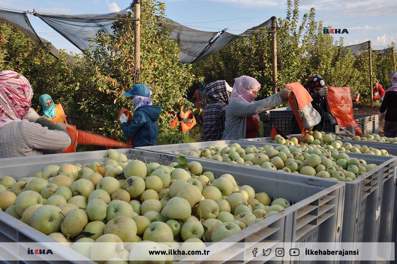 Batman’da elma hasadında yüzde 50 oranında verim kaybı yaşandı