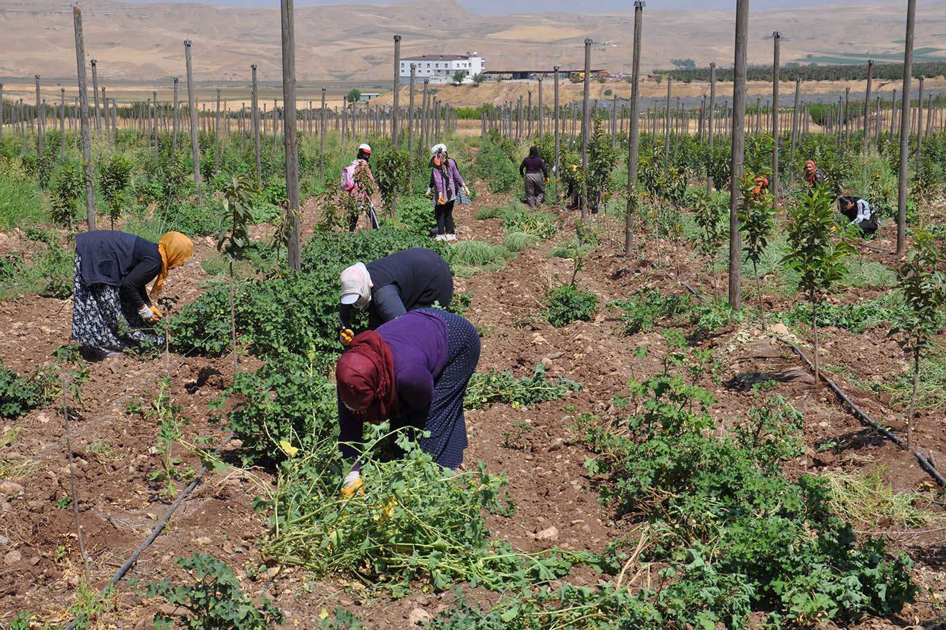 Karkerên demsalî di bin germahîyê de bi 95 TLyî dixebitin