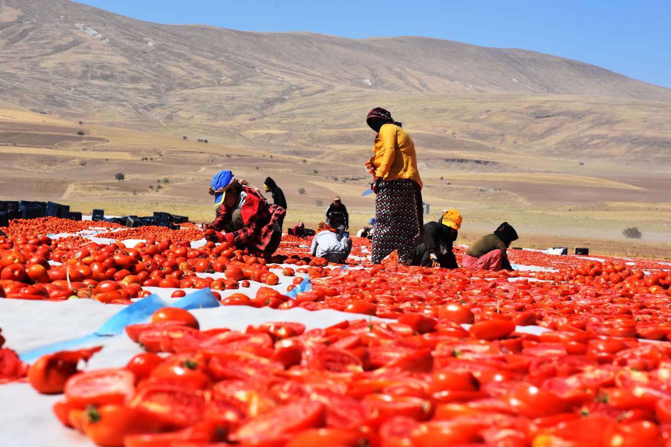 Li Bidlîsê 700 ton firingîyên ziwakirî hatin hilberandin