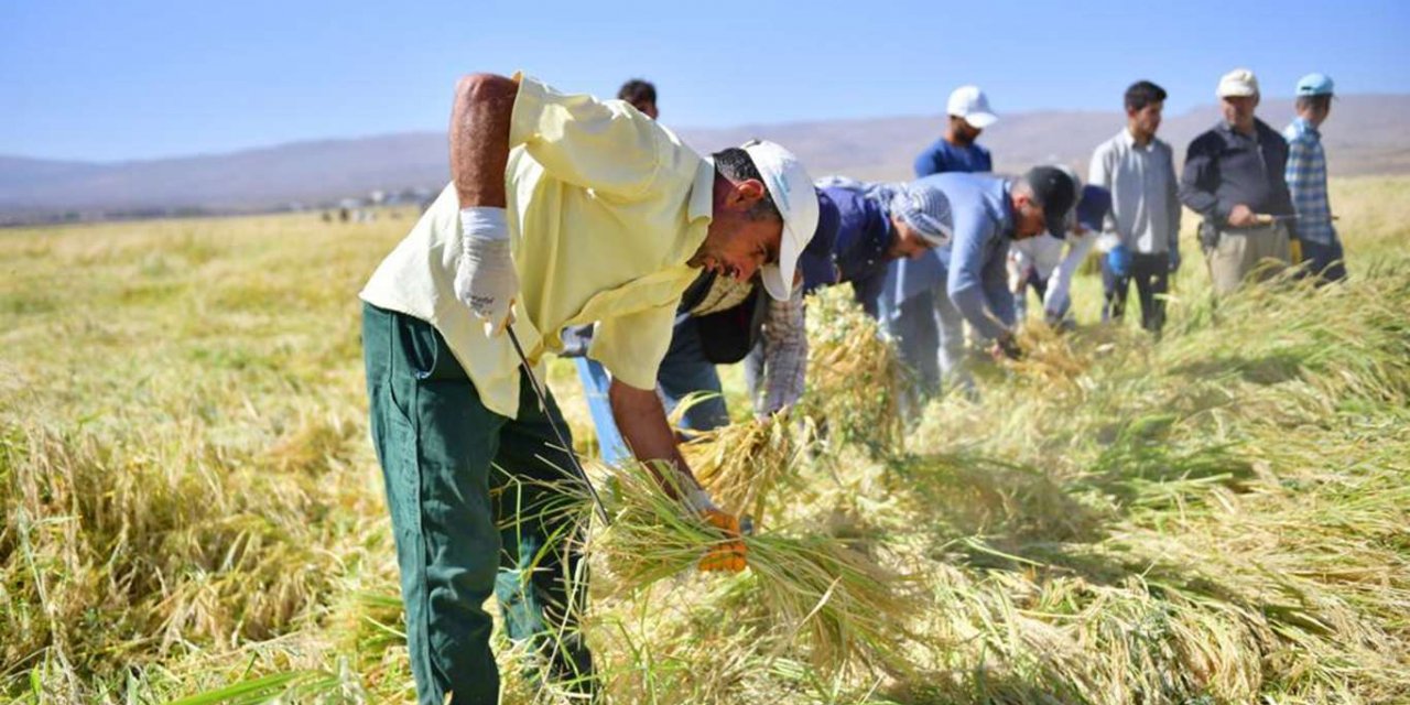 Diyarbakır'da Karacadağ çeltiği hasadı yapıldı