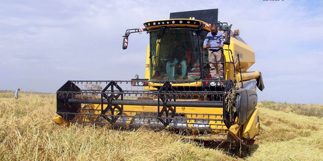 Karacadağ pirincinin hasadı başladı