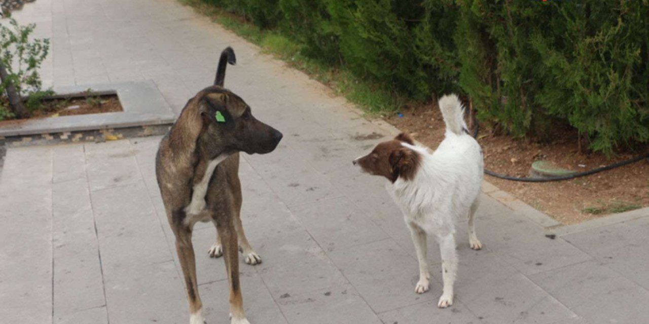 Halk sorun teşkil eden sokak hayvanlarının barınaklarda koruma altına alınmasını istiyor