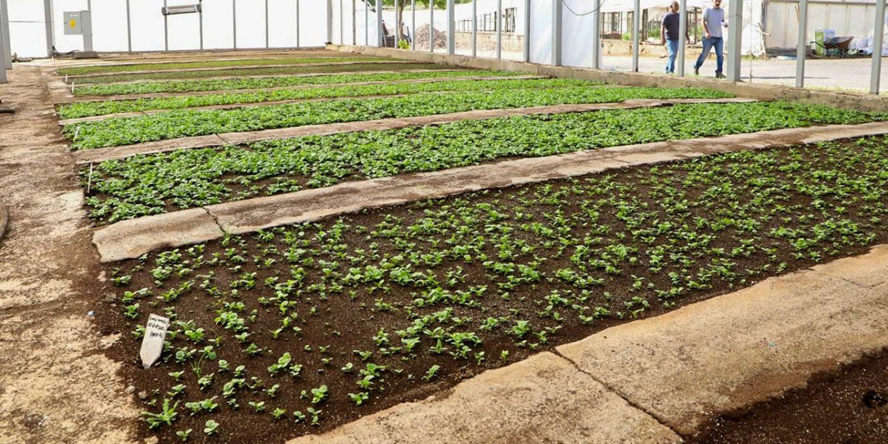 Diyarbakır'da mevsimlik çiçeklerde kış hazırlıkları başladı